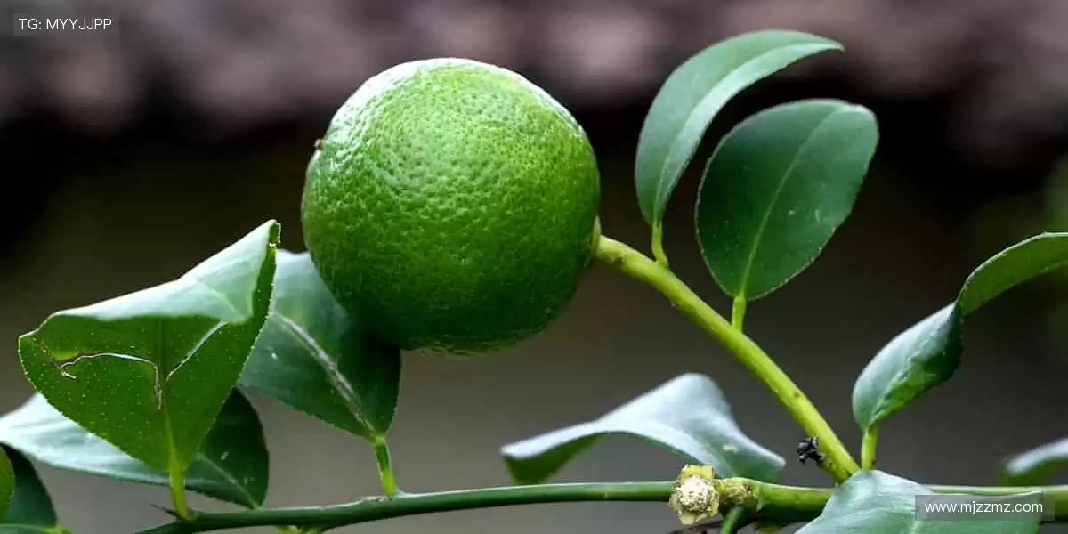 🌟🎮 周边精品,彰显热爱!